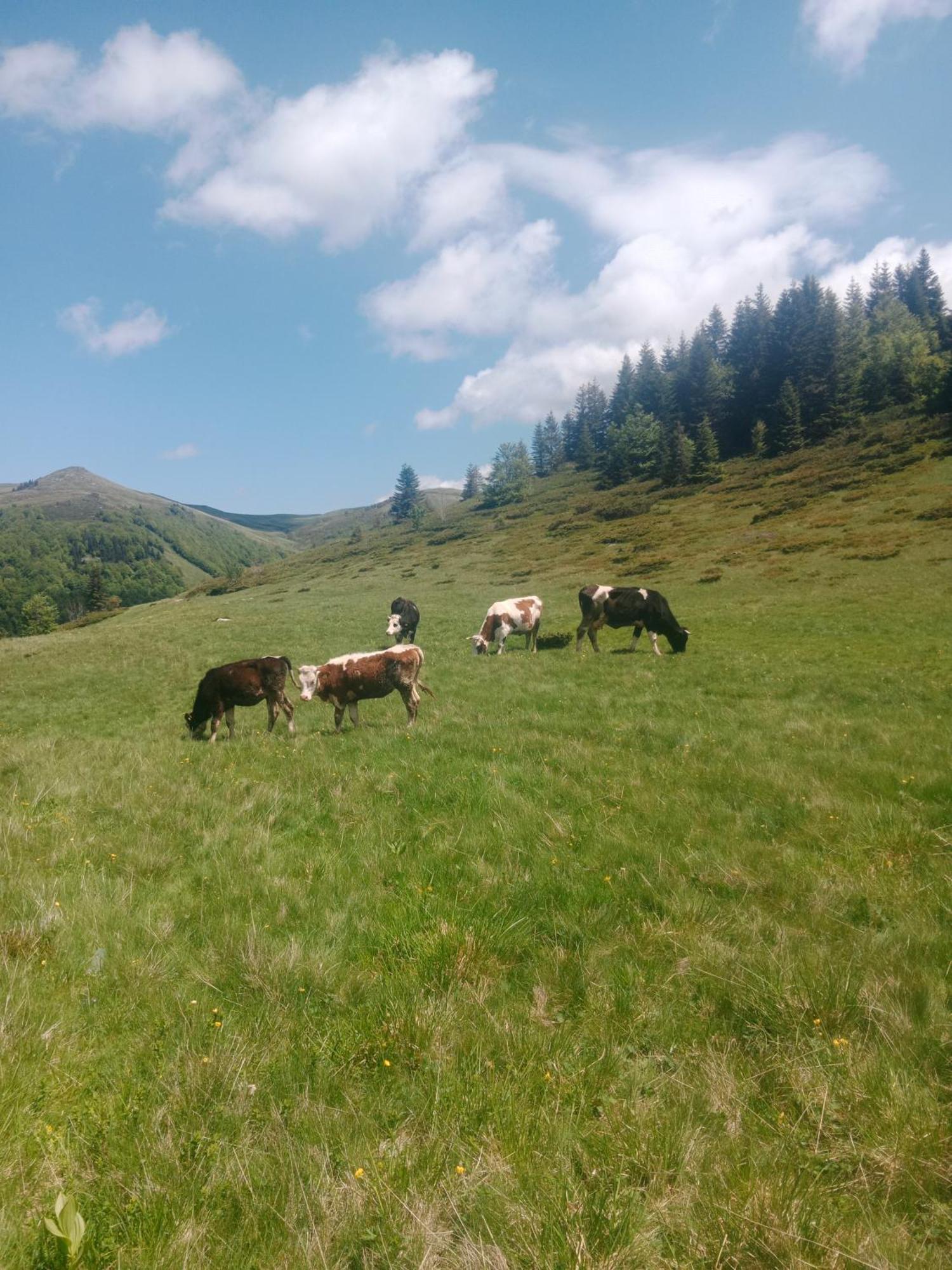Katun Siska Medna Dolina Villa Berane Dış mekan fotoğraf
